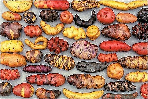 papas chilenas